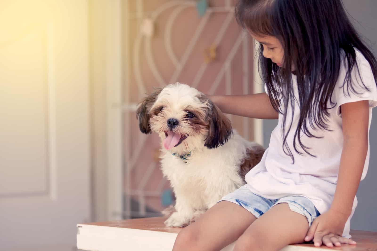 Are Shih Tzus Good With Kids? Shih Tzu Character Traits