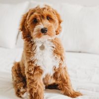 cute australian goldendoodle