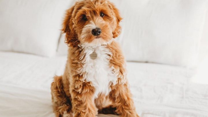 Australian Goldendoodle – Everything You Need To Know