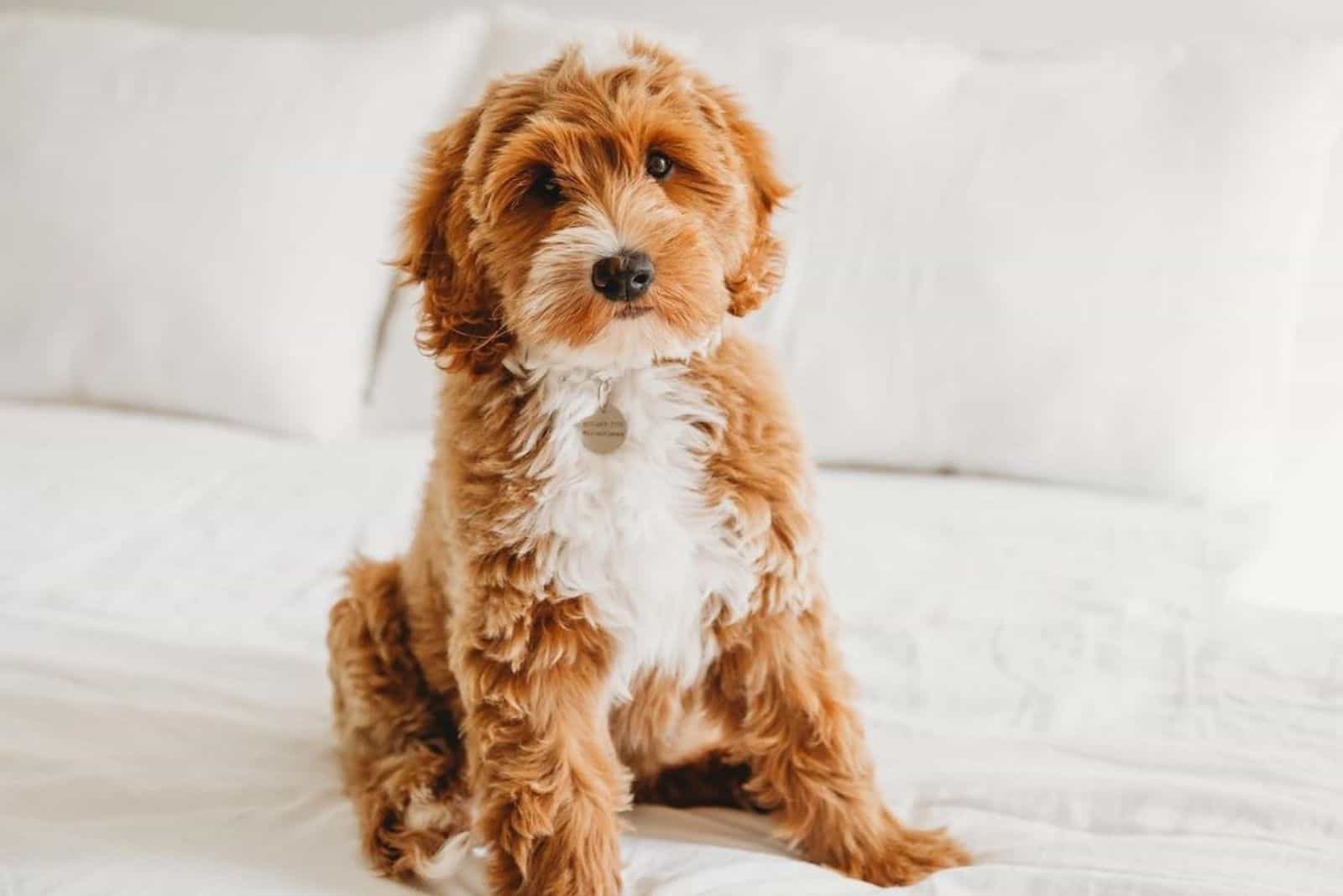 Australian Goldendoodle – Everything You Need To Know