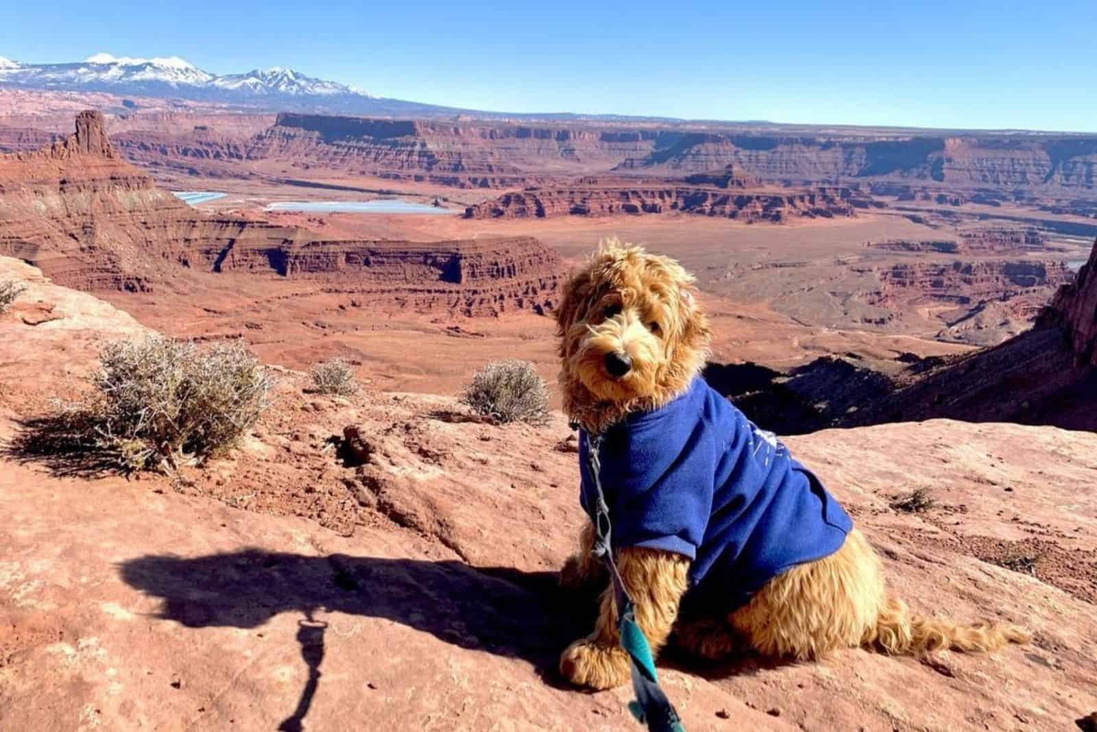 Australian Goldendoodle