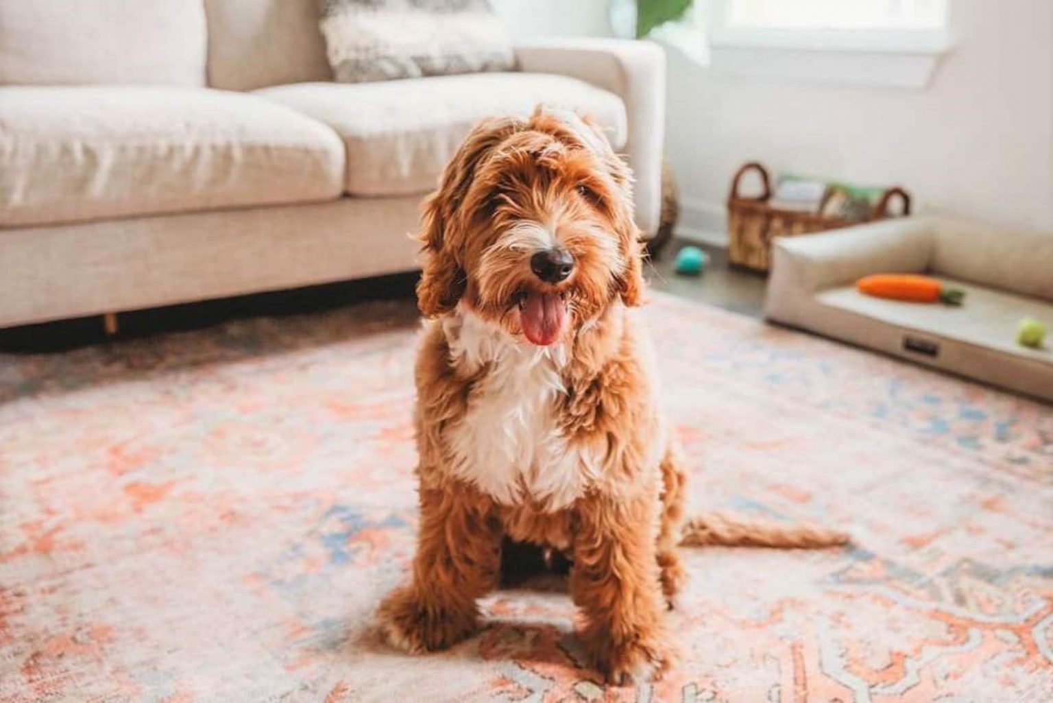 Australian Goldendoodle Everything You Need To Know