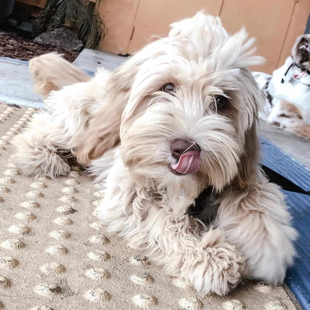 Australian Goldendoodle lying at home