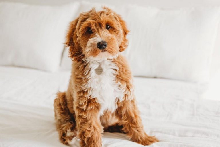 cute australian goldendoodle