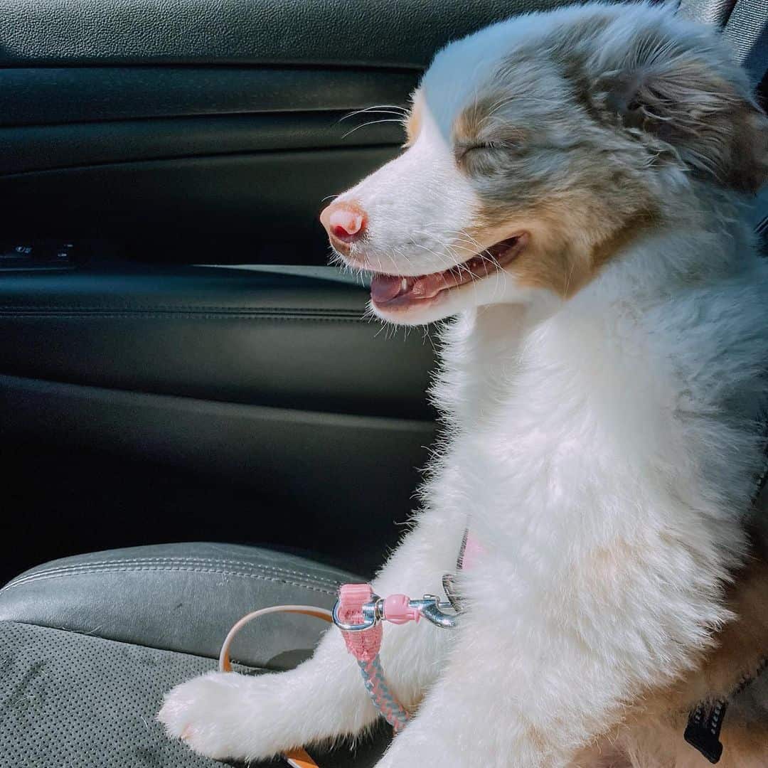 Australian Shepherd sitting in car