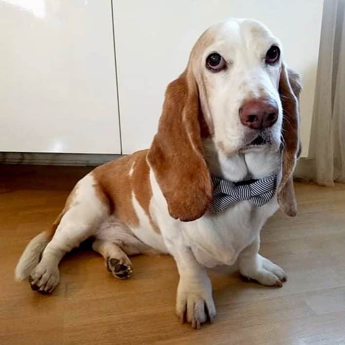 Basset Hound sitting at home