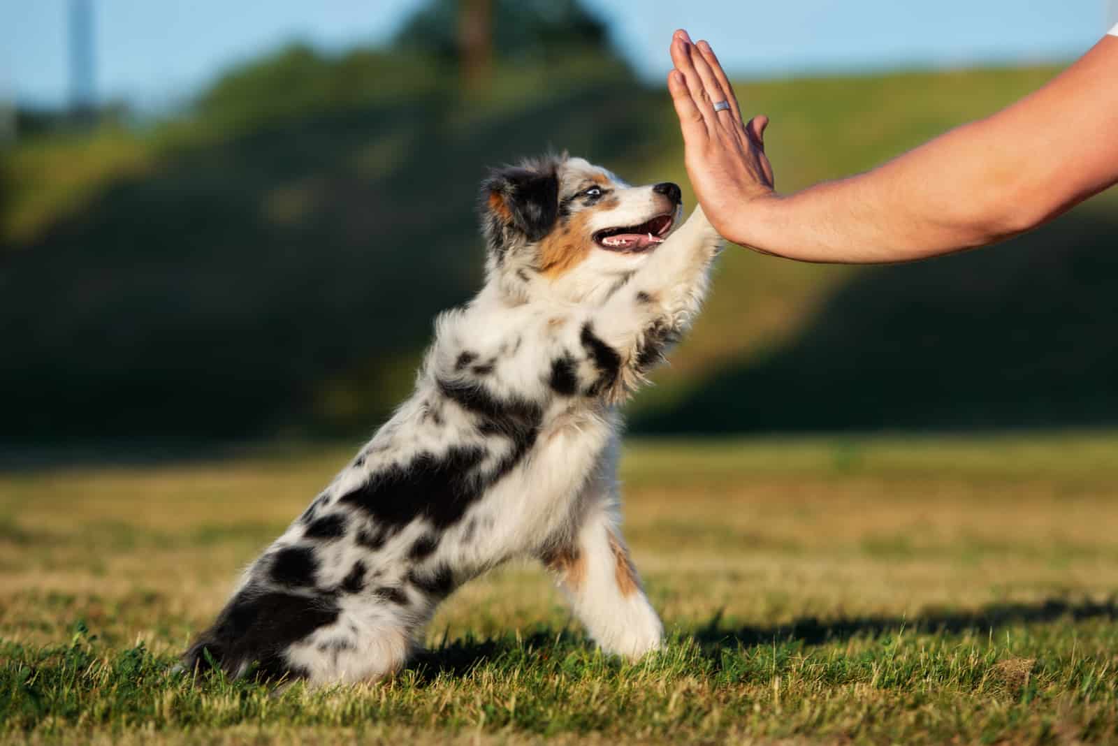 Beautiful Australian Shepherd puppy gives paw to owner
