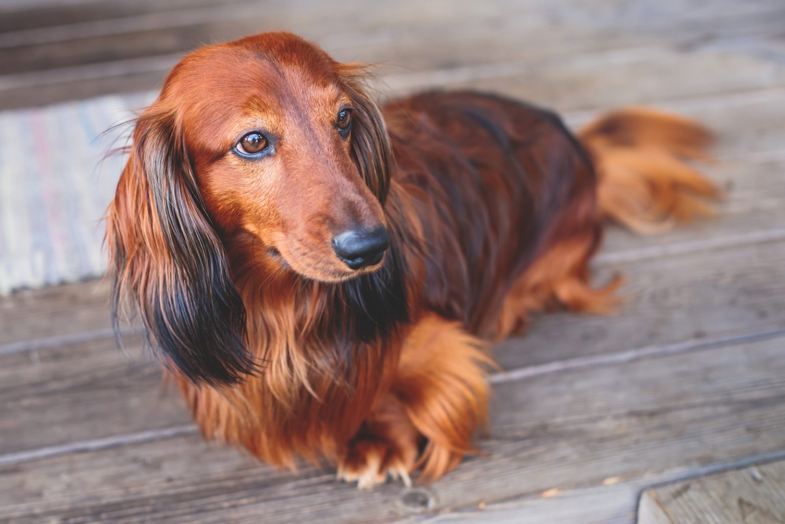 dachshund long hair