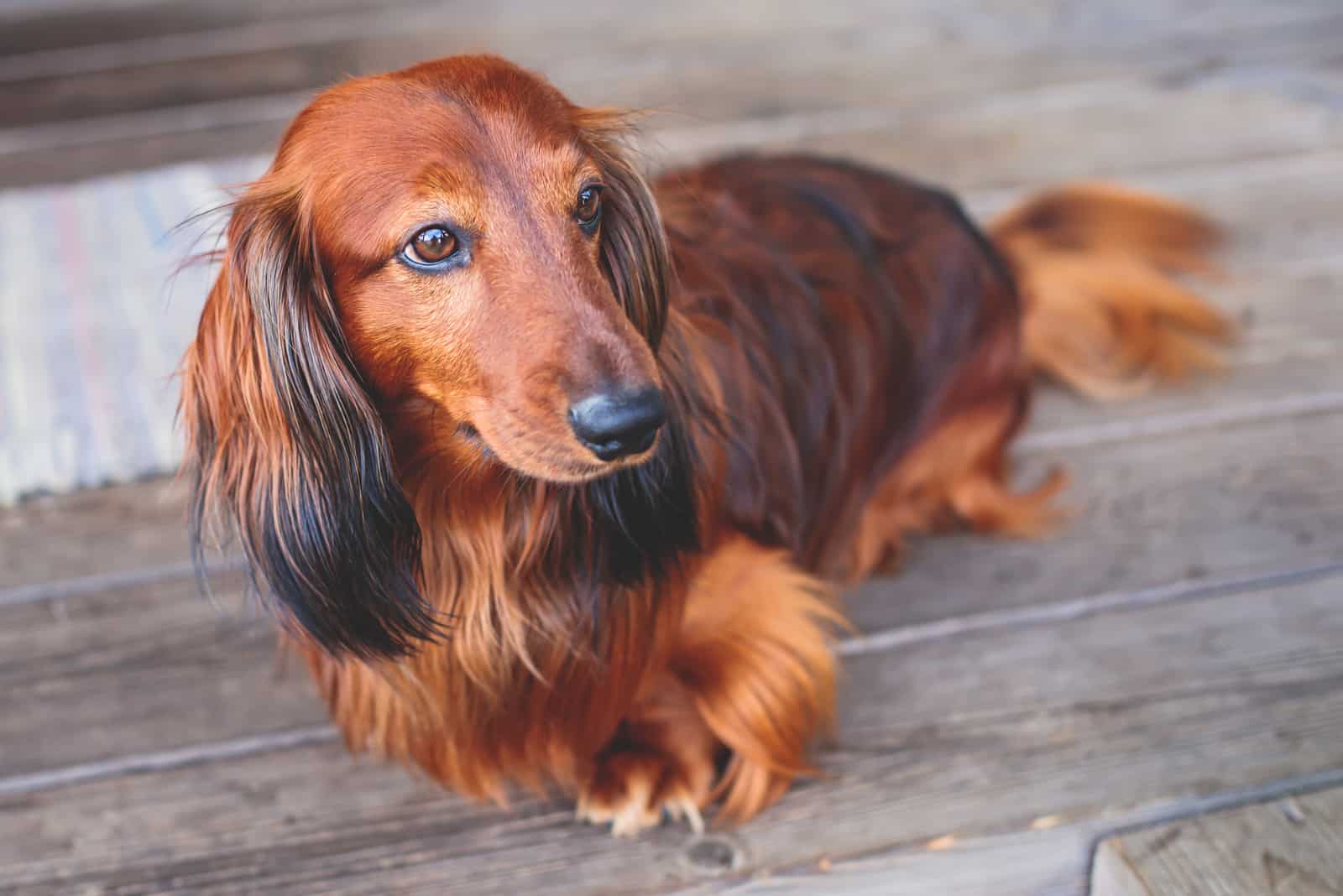 Beautiful Red Long-haired grown up adult Dachshund dog