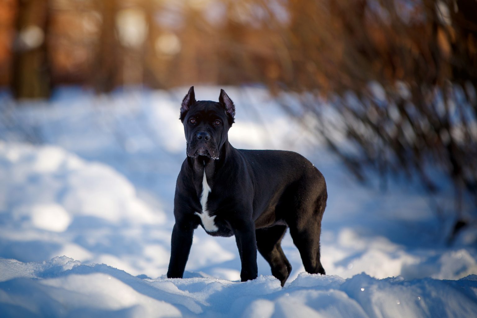 The Complete Guide To The World Of Cane Corso Colors