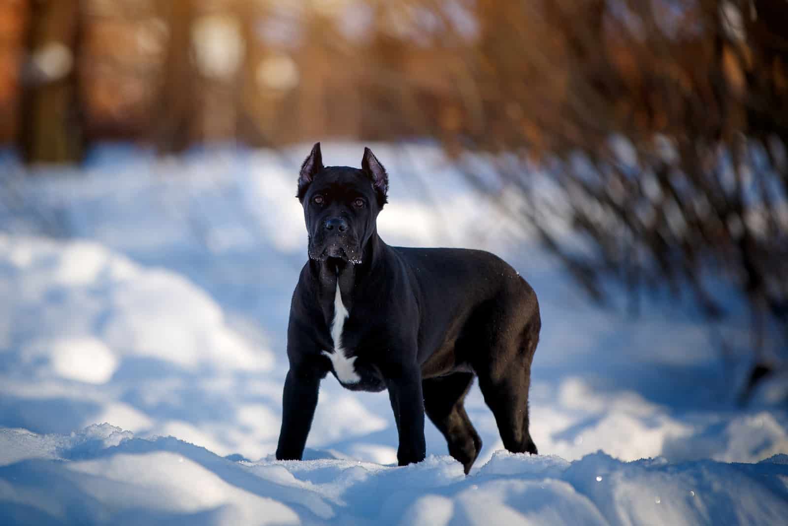 The Complete Guide To The World Of Cane Corso Colors
