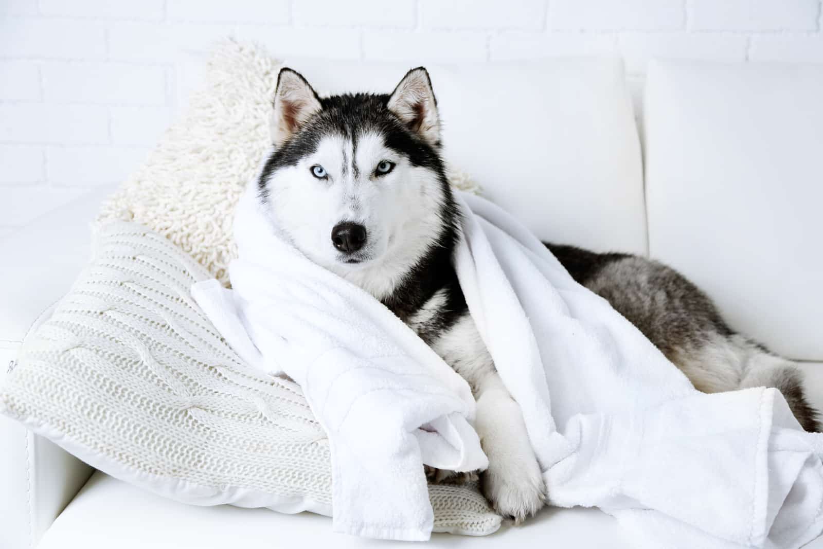 Beautiful cute husky with towel lying on sofa