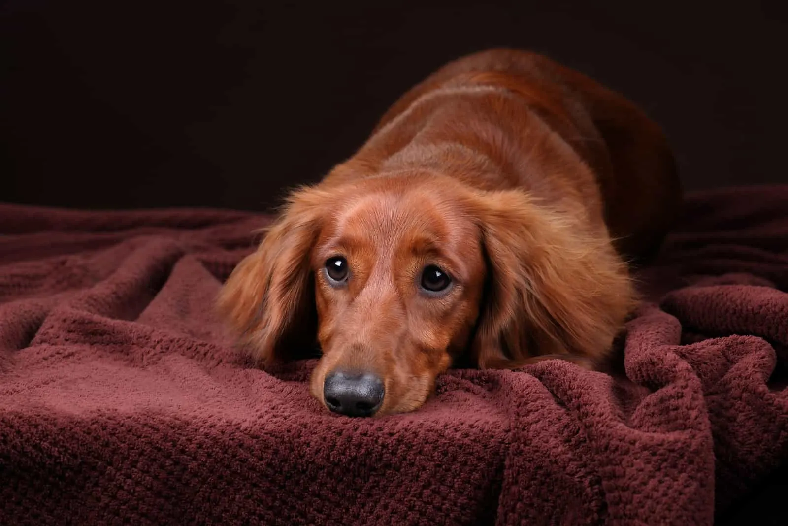 Beautiful dachshund dog