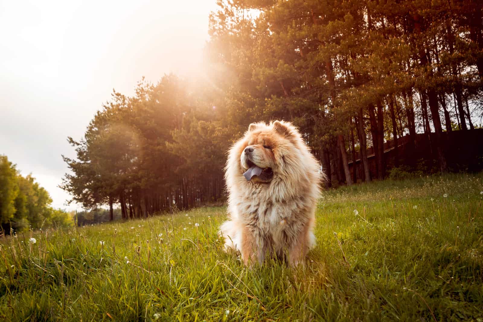 Beautiful dog chow-chow in the park