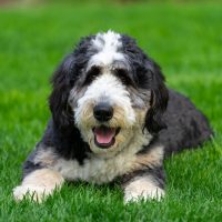 bernedoodle dog lying on the grass