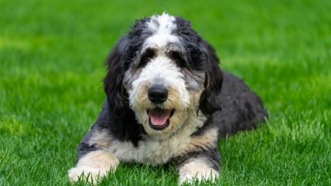 bernedoodle dog lying on the grass