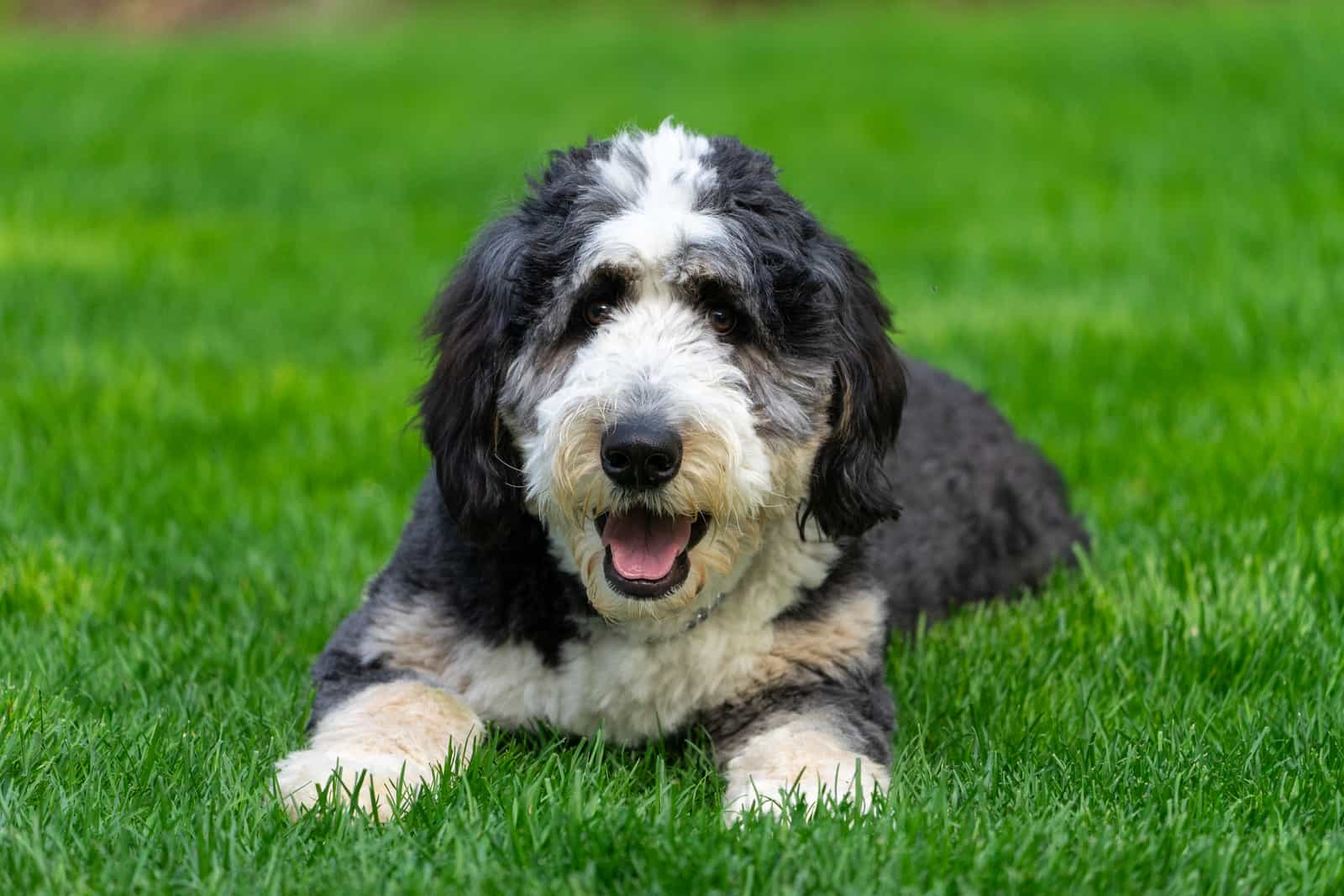 15+ Bernedoodle Colors And Coat Patterns Explained
