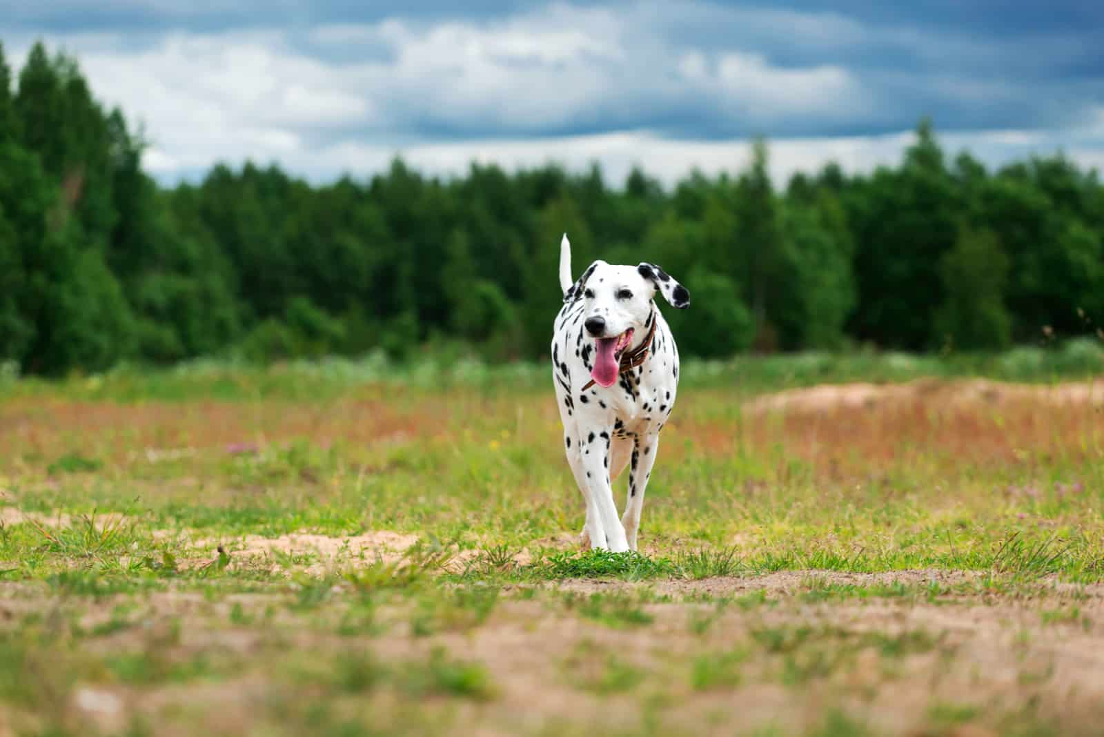 Big dog Dalmatian playing and having fun