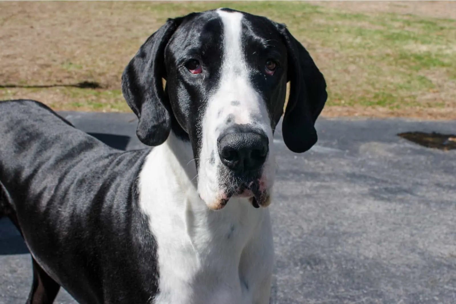 Black and white great dane standing