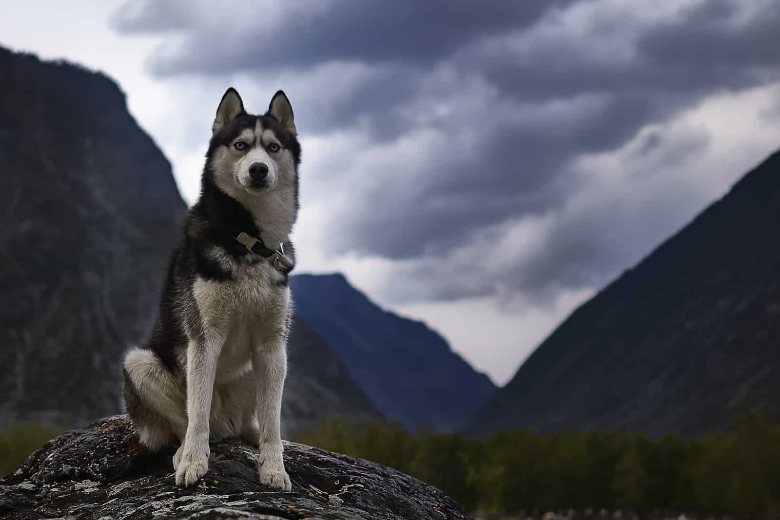 Black and white siberian husky sitting on the stone