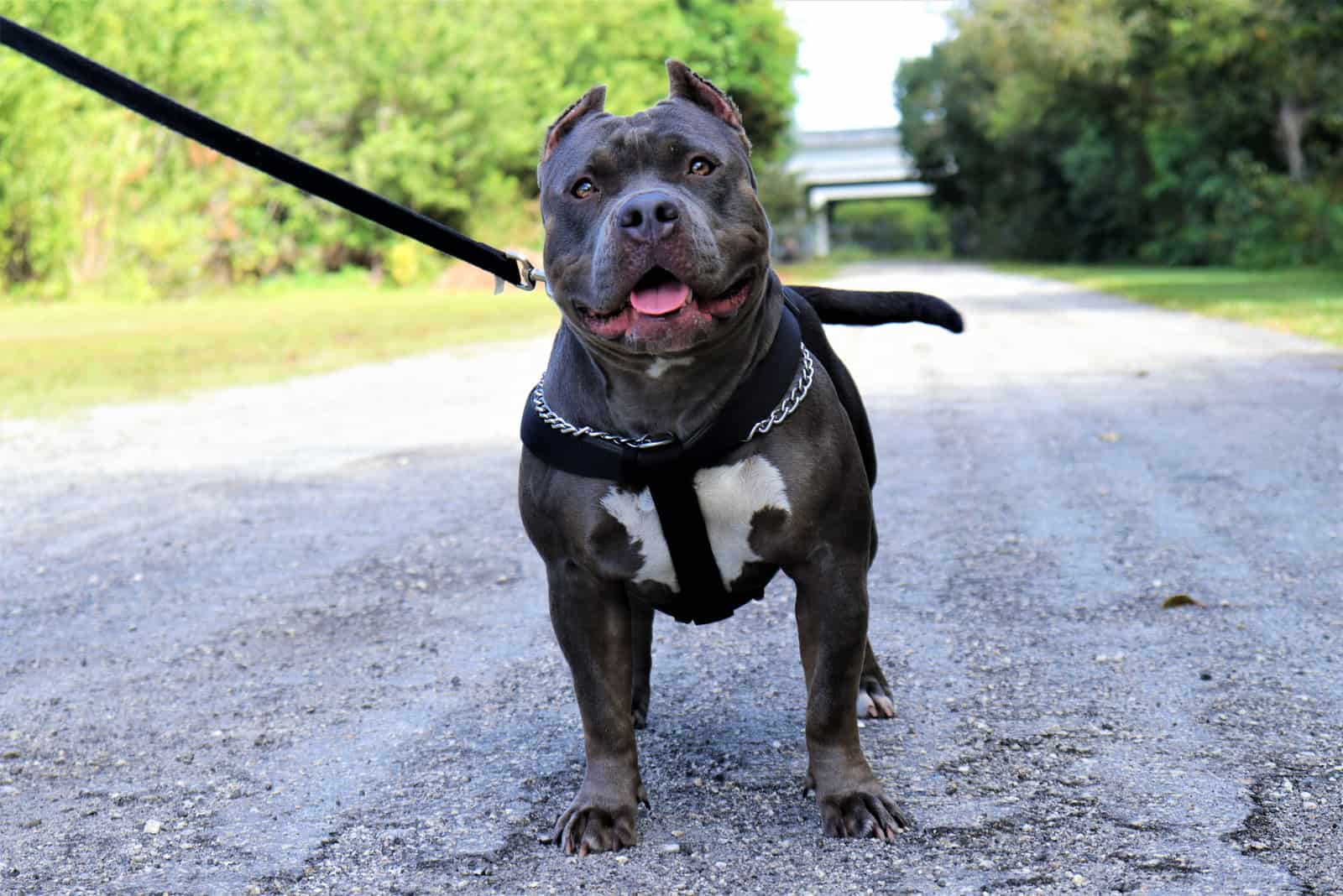 Blue Pitbull on a leash stands in the way