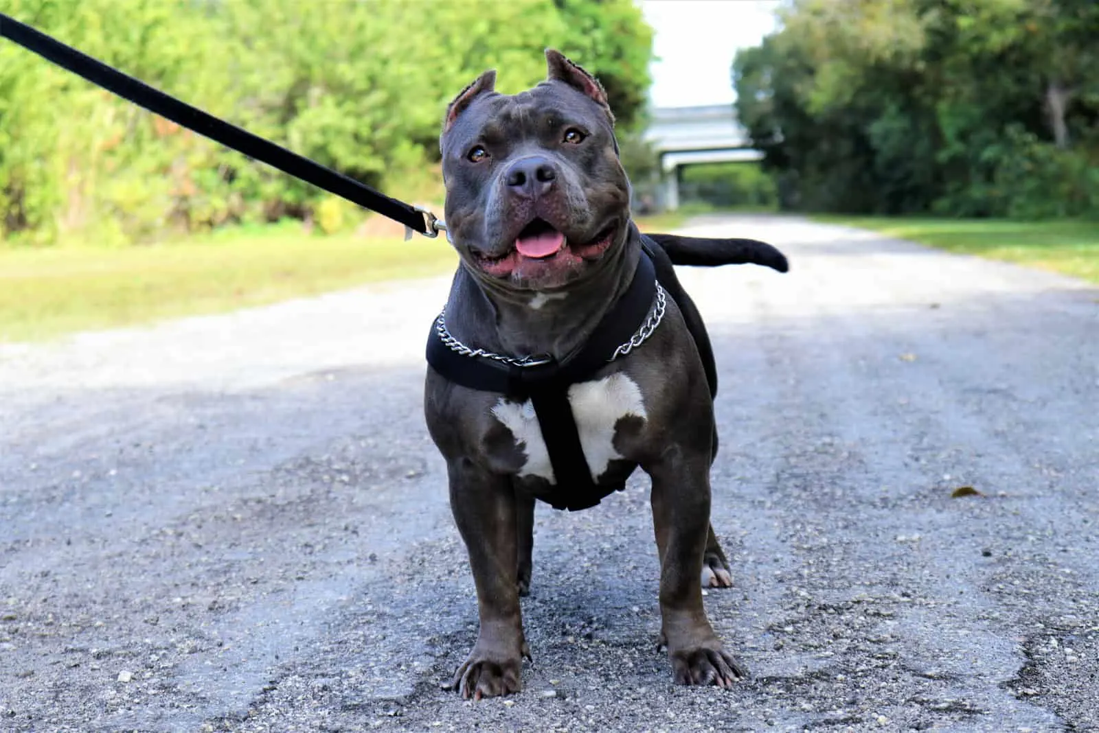 Blue Pitbull on a leash stands in the way