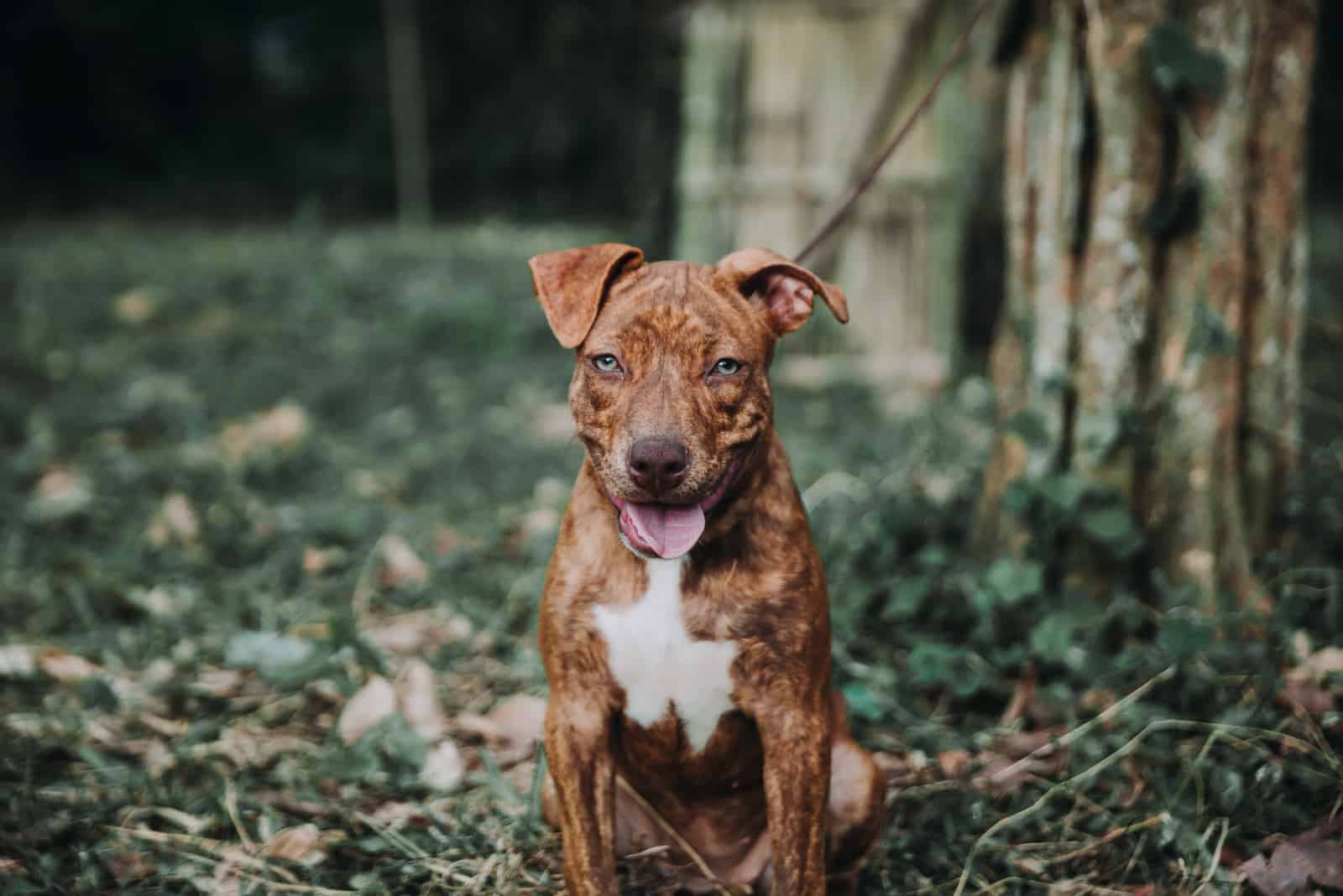 Brindle American Pitbull Terrier puppy is sitting in the grass