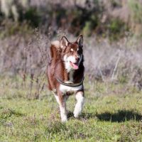 brown husky runs across the meadow