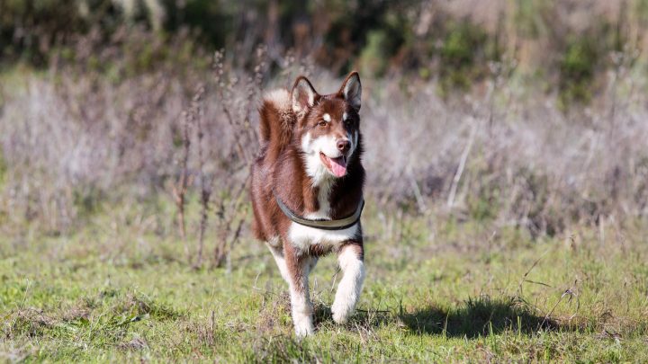 Brown Husky – All About This Gorgeous Siberian Husky Color