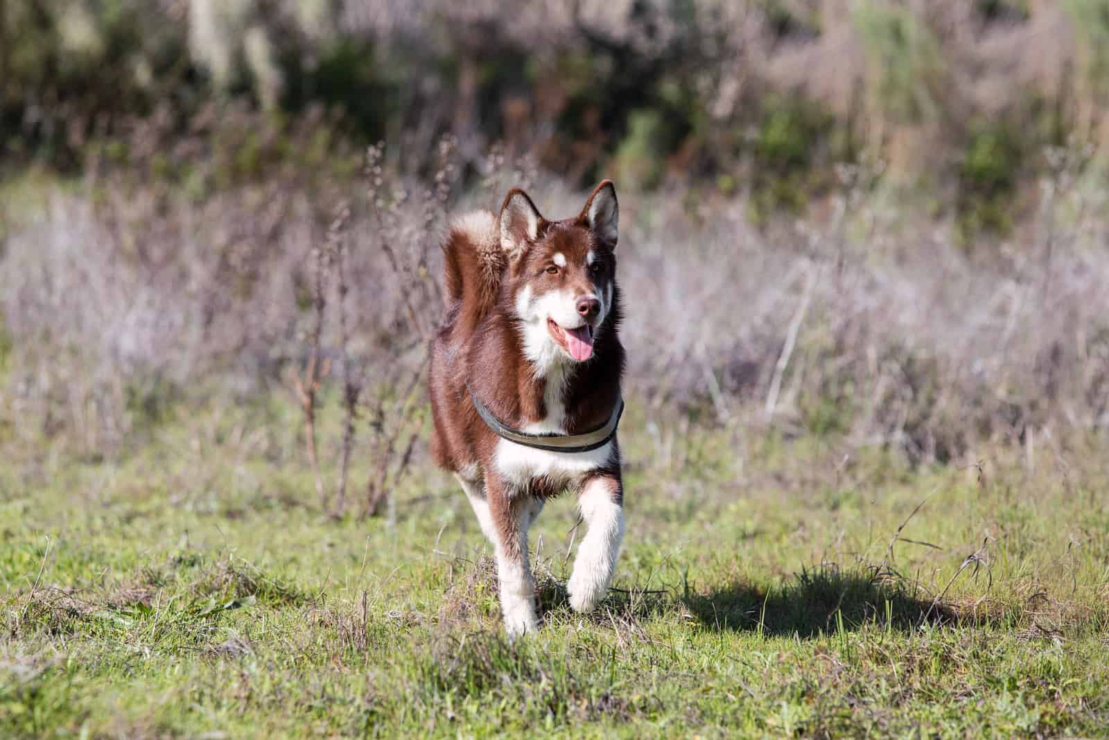 brown husky runs across the meadow