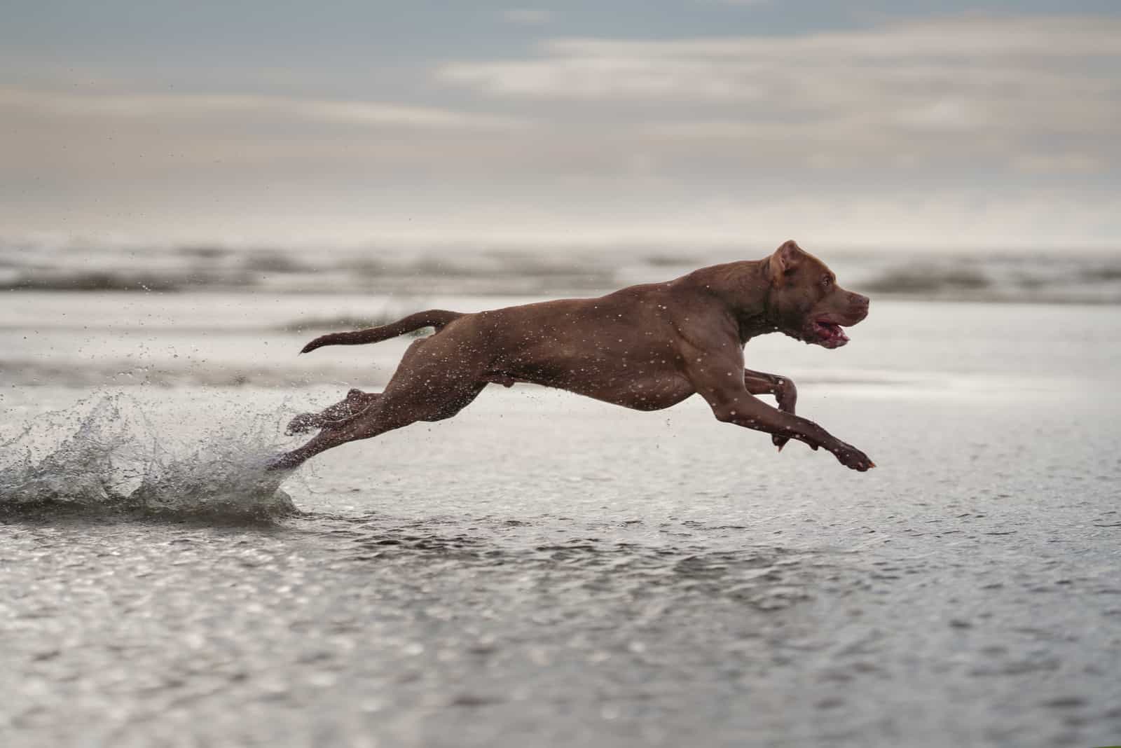 Brown Pitbull runs in shallow seawater