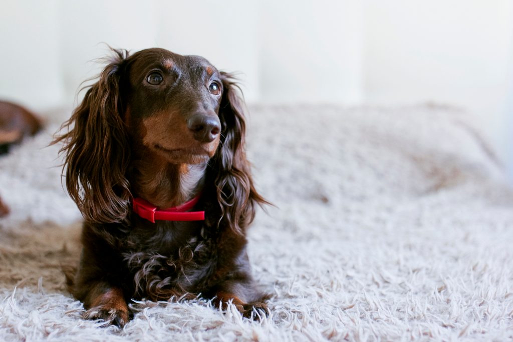 Why Do Dachshunds Shake? The Common Reasons And Remedies