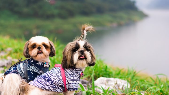 Busting The Myth: Male Vs. Female Shih Tzu