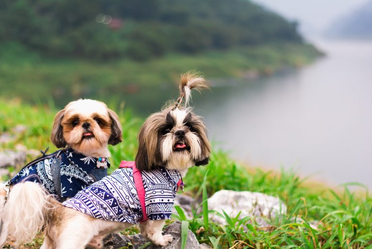 two Shih Tzu dogs stand on the grass near the lake