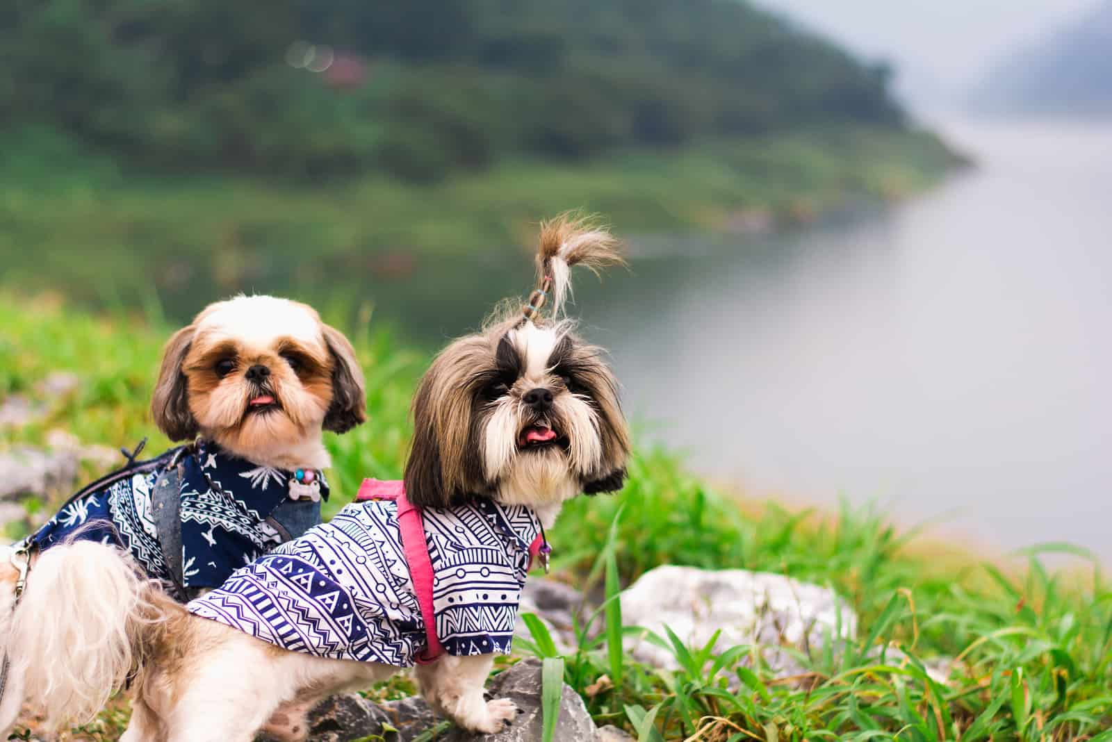 two Shih Tzu dogs stand on the grass near the lake