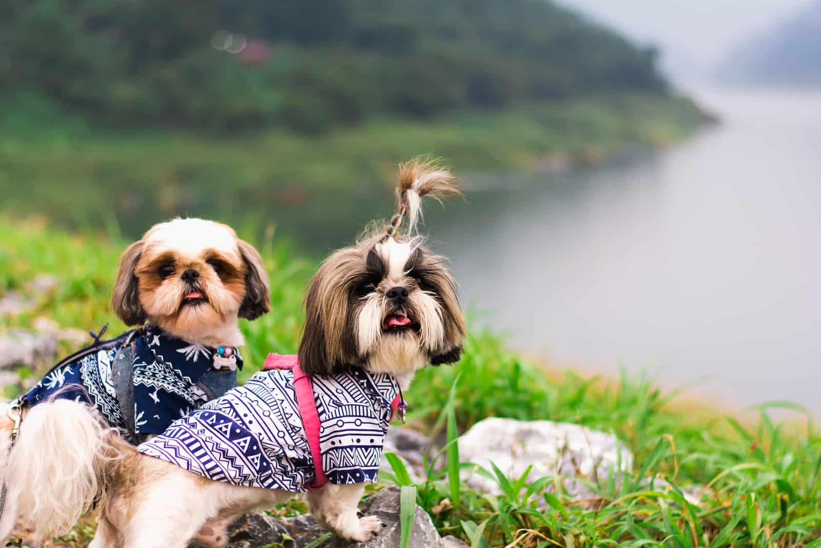 Busting The Myth: Male Vs. Female Shih Tzu