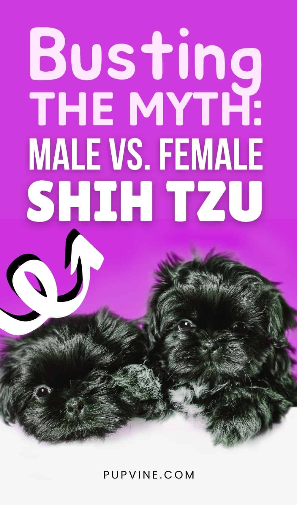 Busting The Myth: Male Vs. Female Shih Tzu