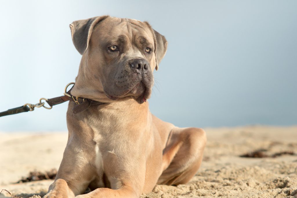 The Complete Guide To The World Of Cane Corso Colors