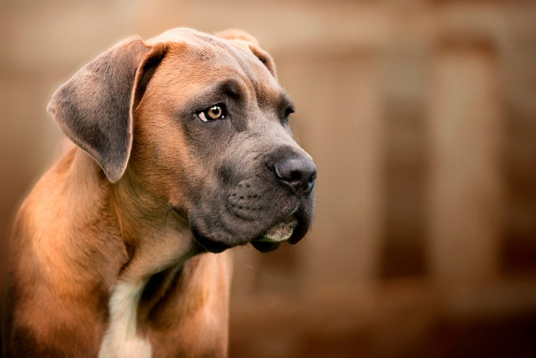 The Complete Guide To The World Of Cane Corso Colors