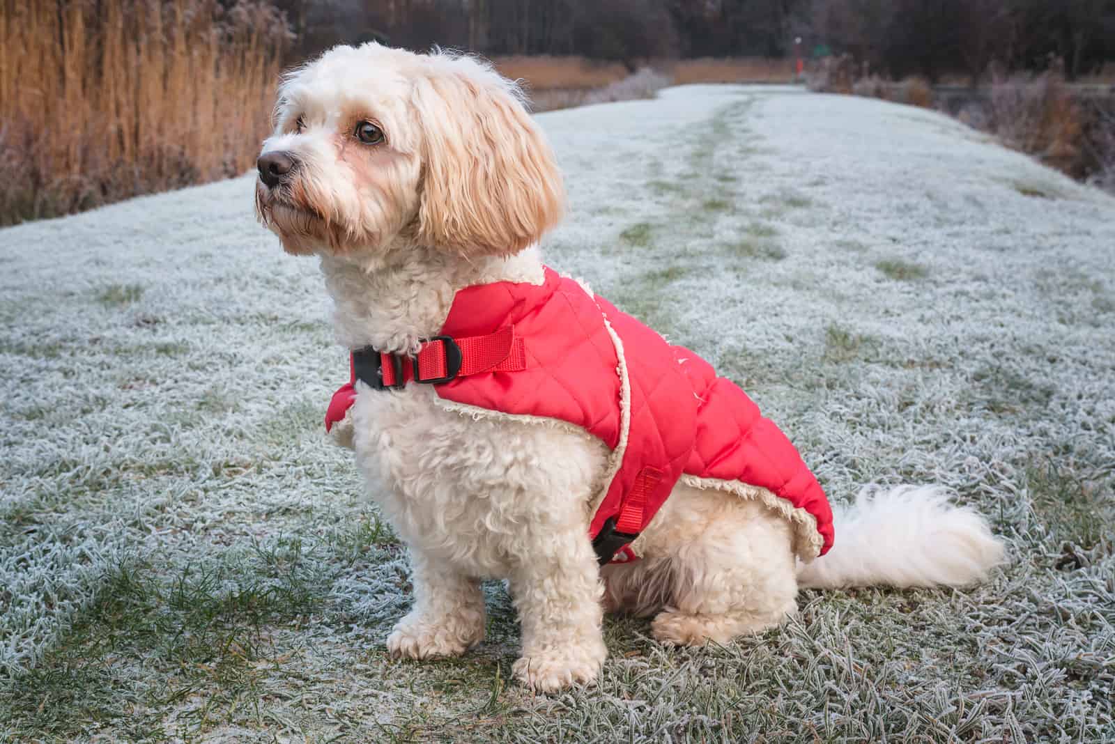 cute Cavachon dog in Winter Coat
