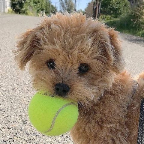 cavachons shedding excessive