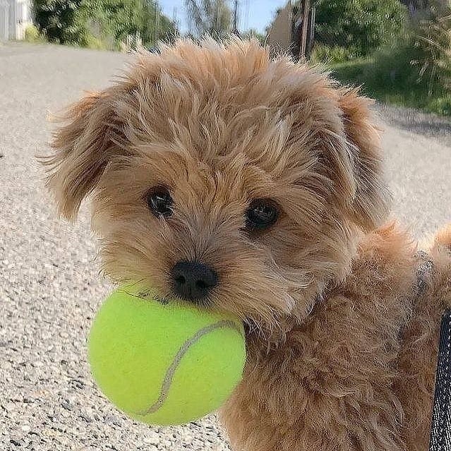 Cavachons holding a ball