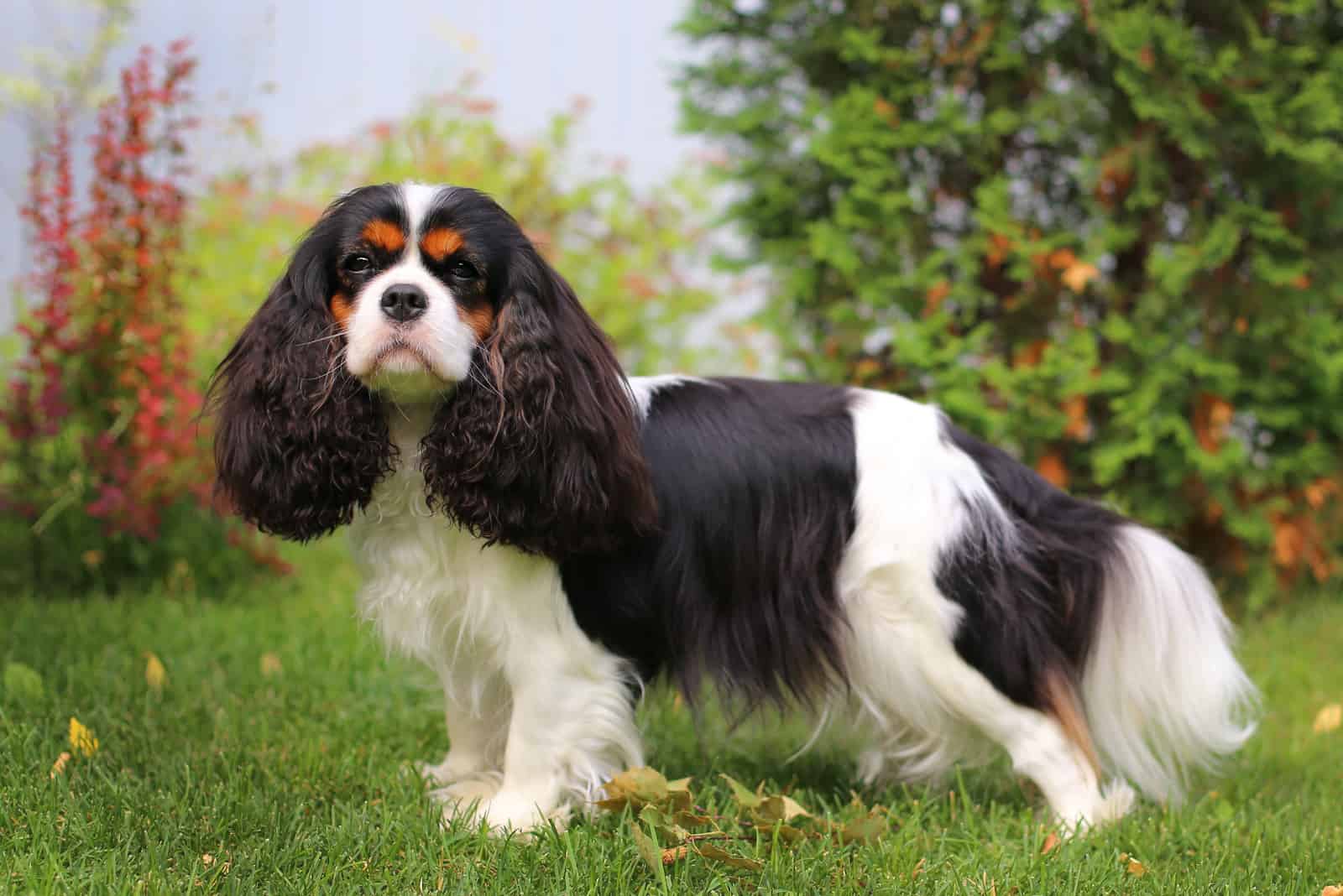 What Is A Cavalier King Charles Spaniel s Lifespan? Health Overview What Is A Cavalier King Charles Spaniel s Lifespan? Health Overview