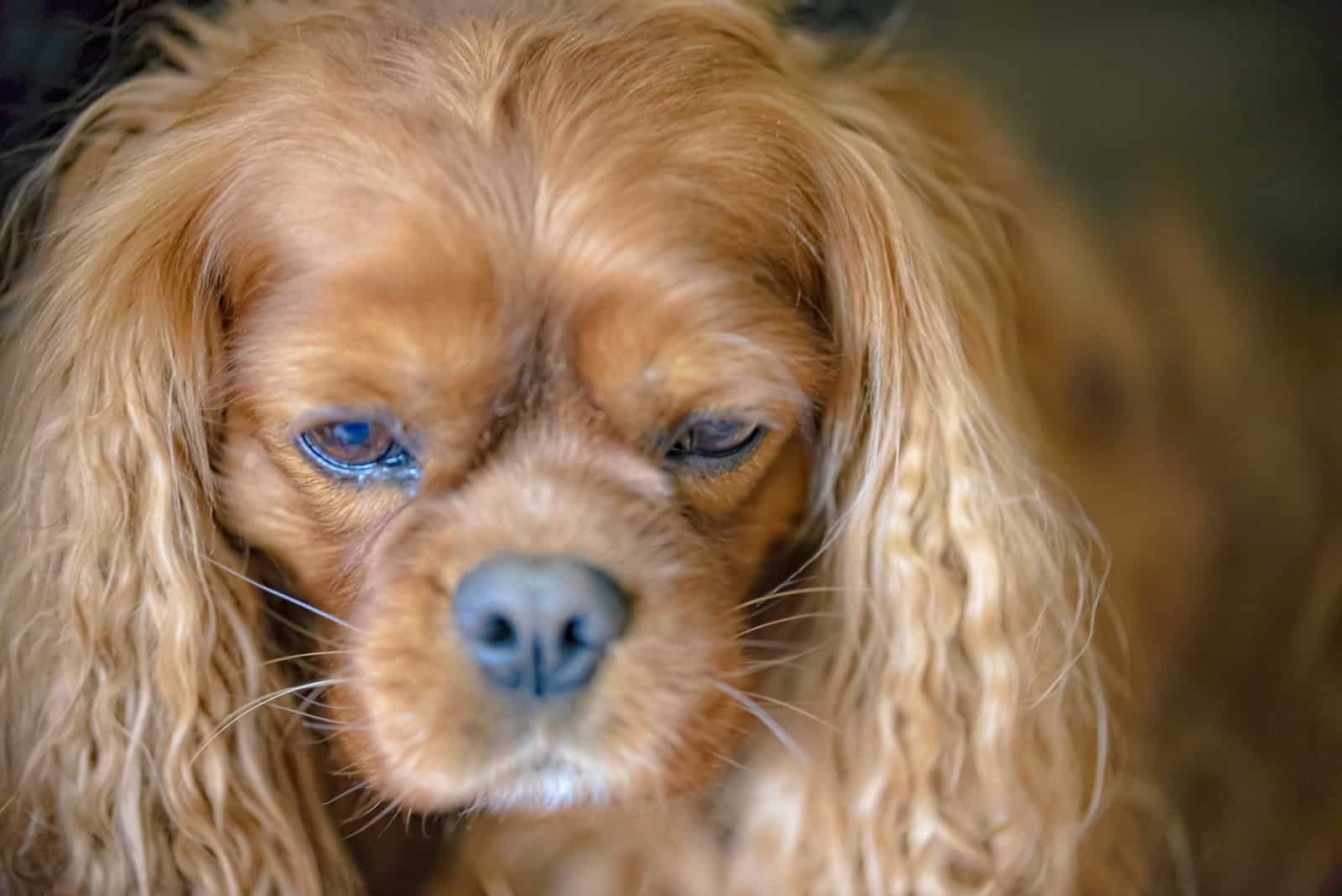 fawn Cavalier King Charles Spaniel dog