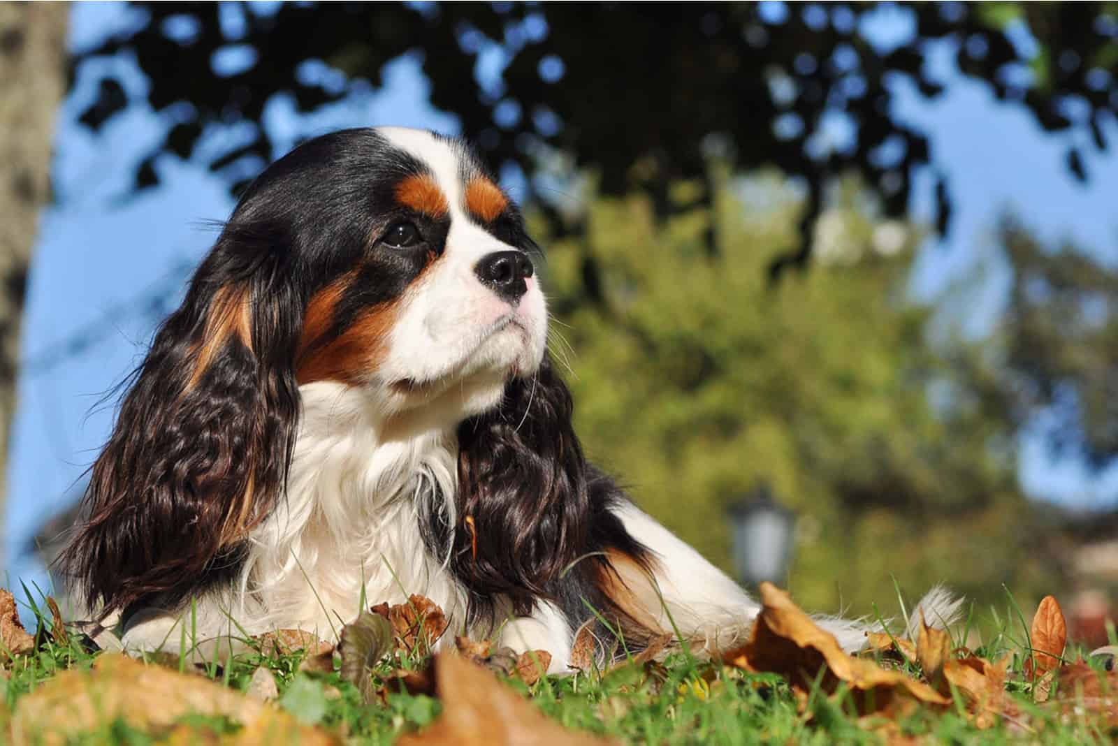 Cavalier King Charles Spaniel in the Autumn