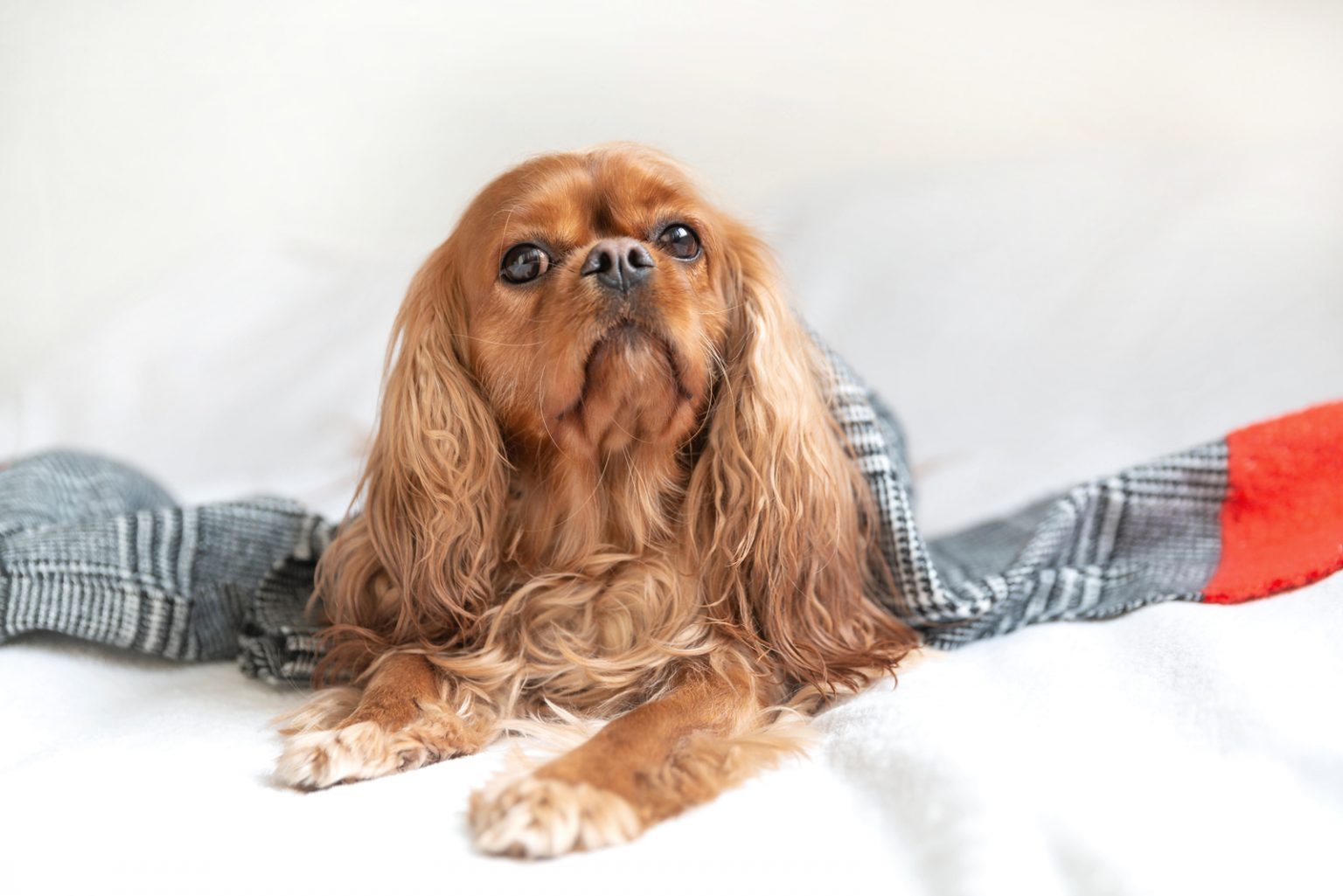 Cavalier King Charles Spaniel Lifespan & Health Issues