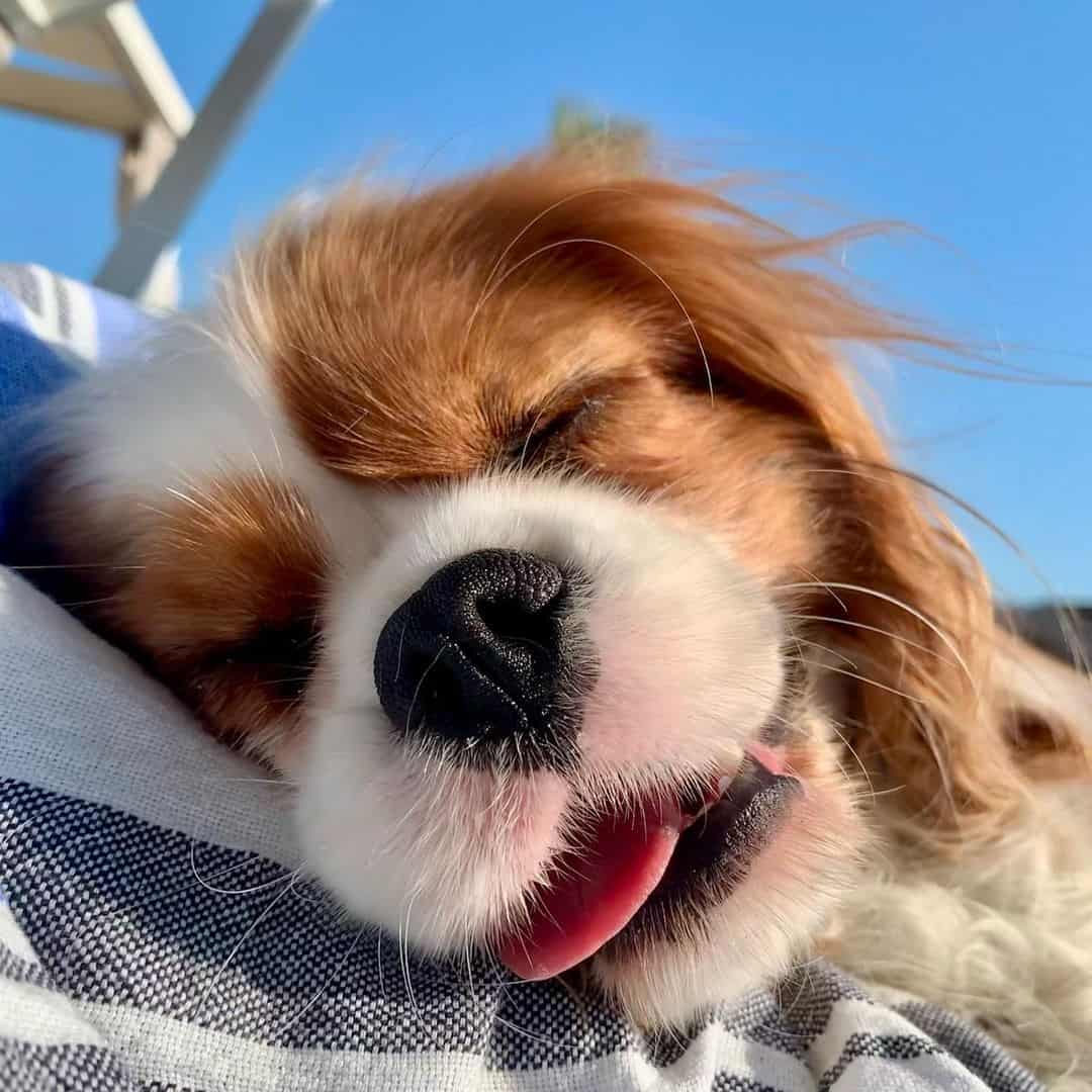 Cavalier King Charles Spaniel sleeping outside