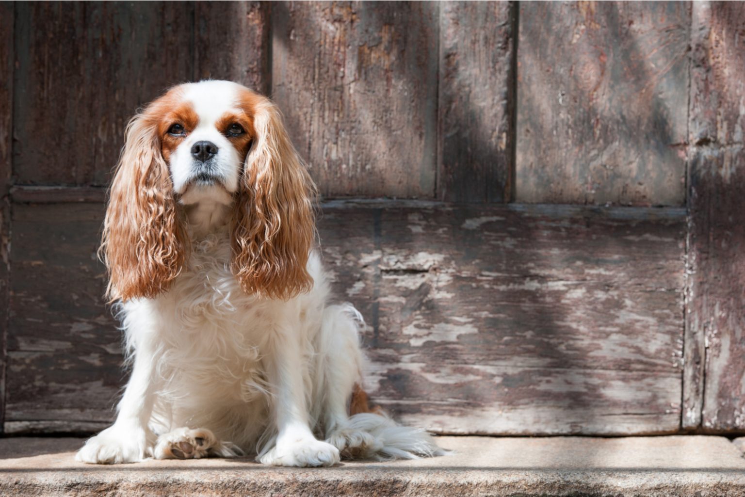 Cavalier King Charles Spaniel Lifespan & Health Issues