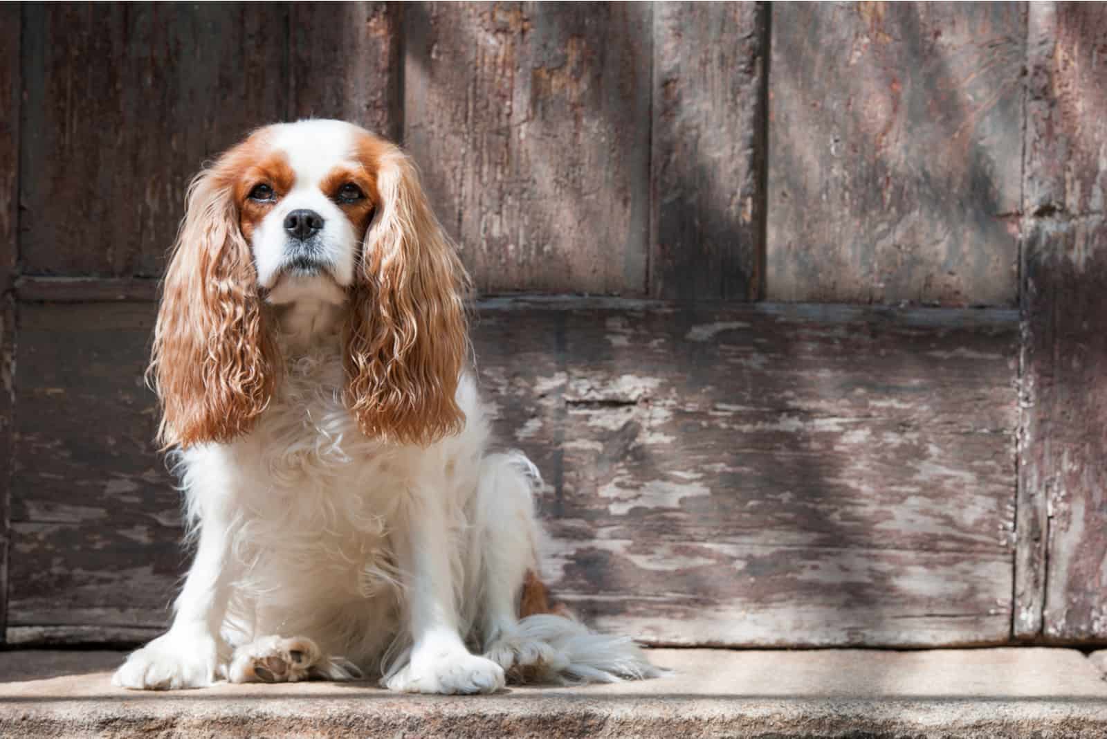 Cavalier King Charles Spaniel standing by the door