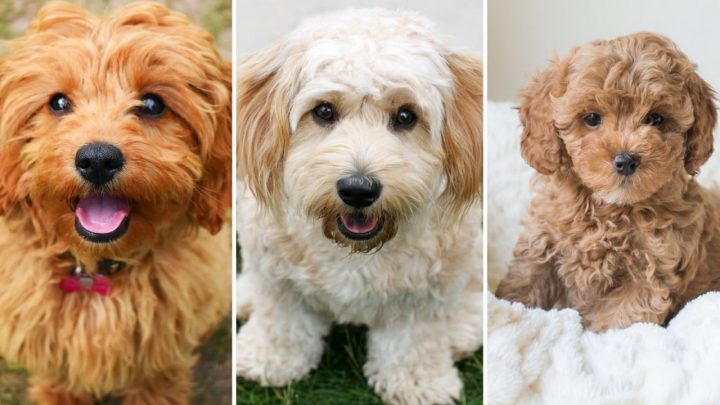 Cavapoochon Vs. Cavachon Vs. Cavapoo – All You Need To Know